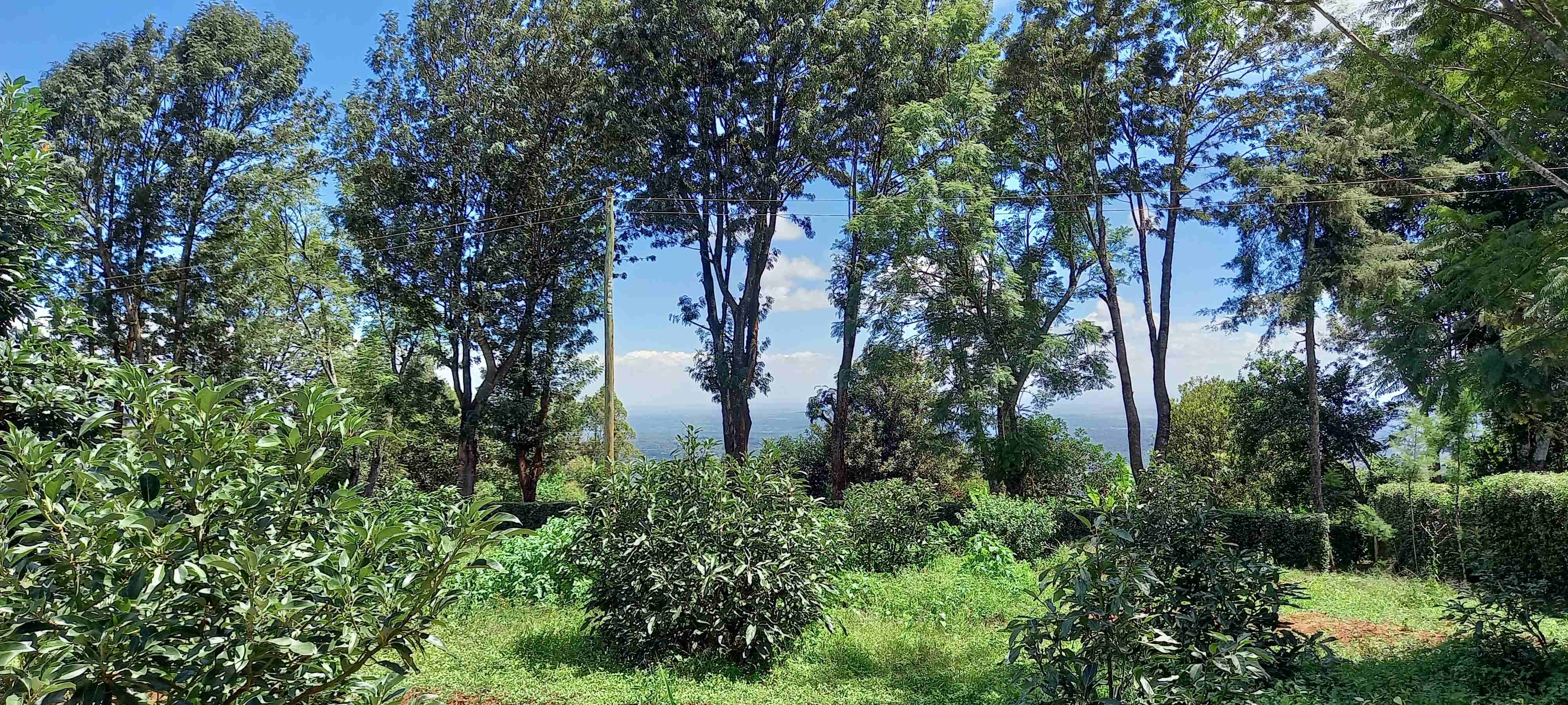 A farm in Kangundo with a growing avocado orchard