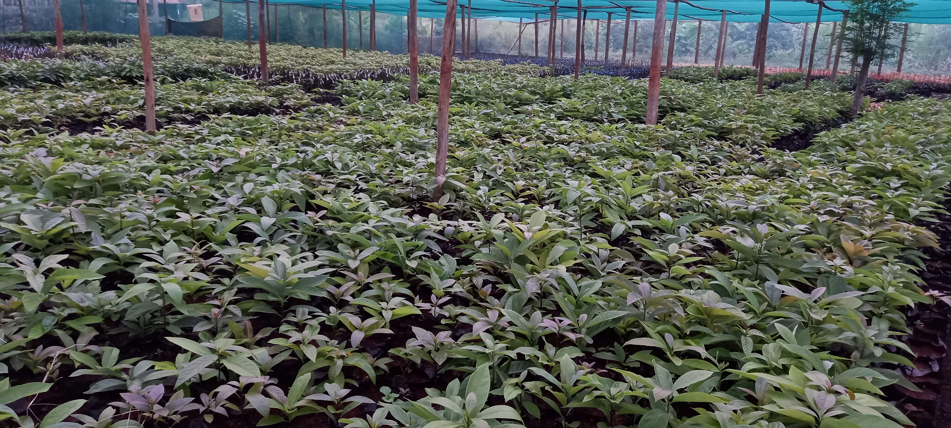 Our Nursery with a holding capacity of approx. 50,000 Avocado seedlings