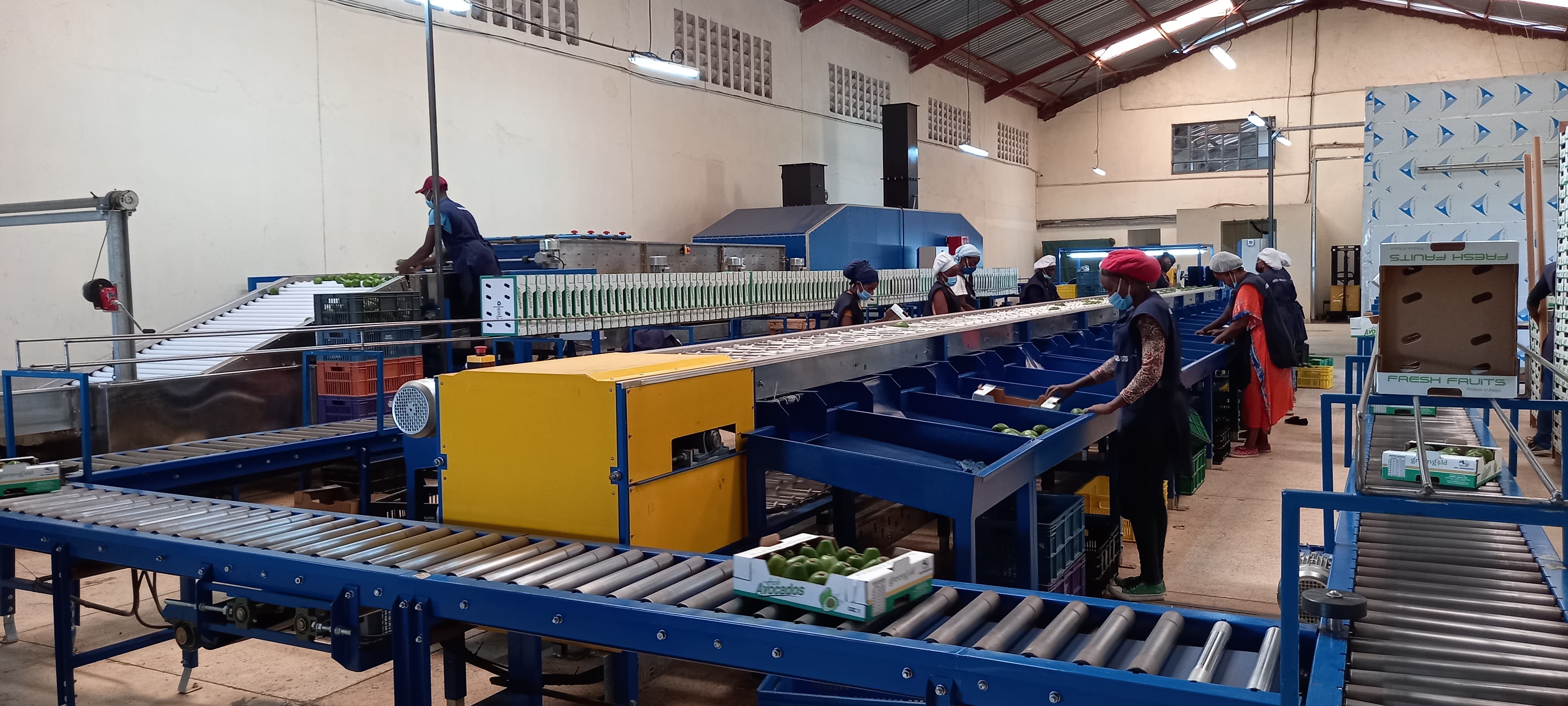 Our facility where we processing Avocado for export and offer jobs to over 70 people