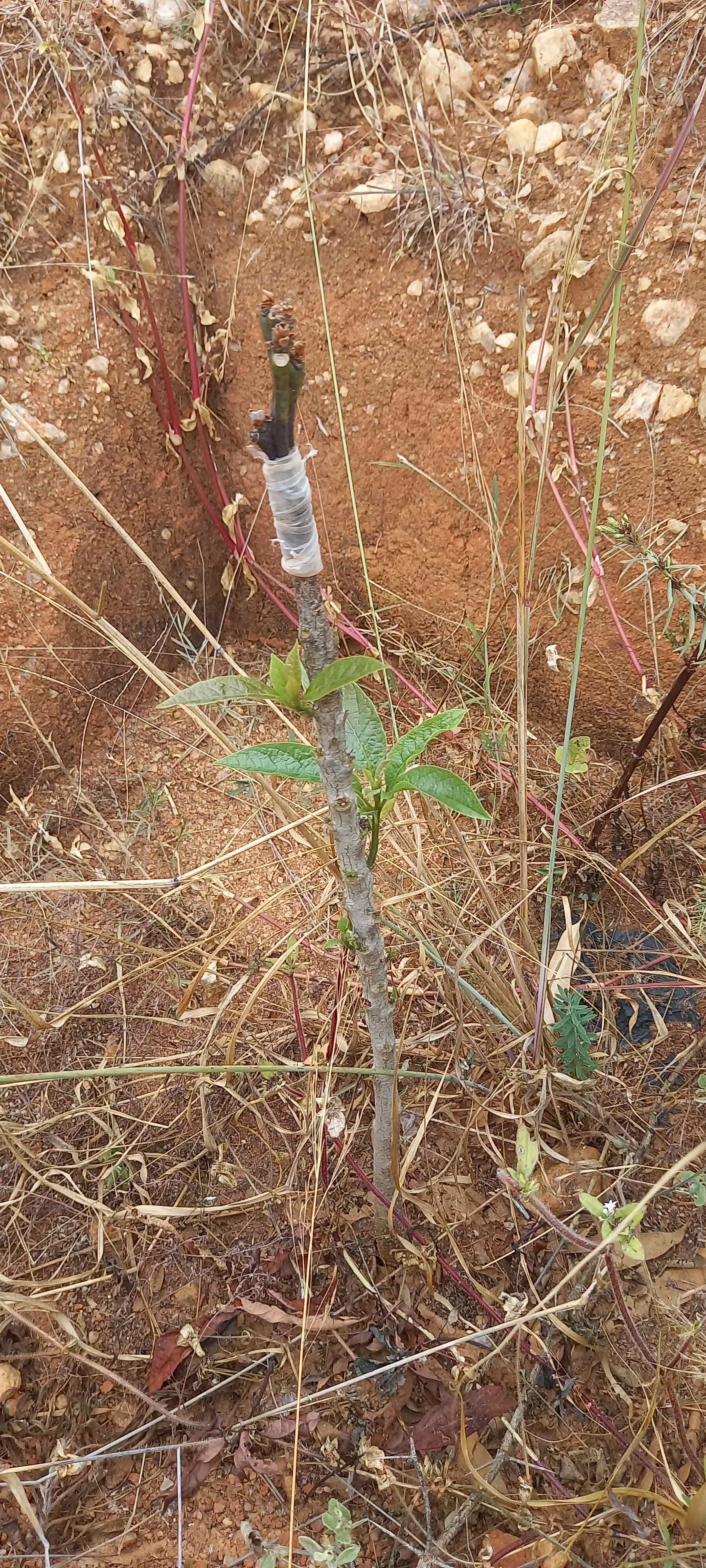 A farmer’s regrafted seedling to salvage dried-out seedling